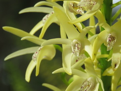 Dendrobium speciosum