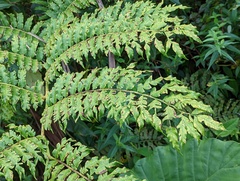 Angiopteris lygodiifolia