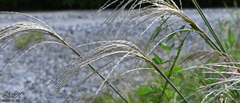 Miscanthus sinensis