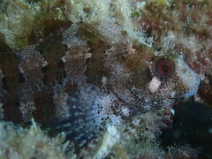 Parablennius gattorugine