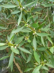 Myoporum