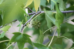 Liquidambar styraciflua