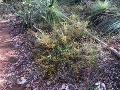 Pultenaea scabra