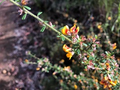 Pultenaea scabra