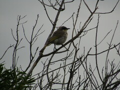 Gavicalis virescens