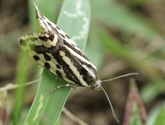 Acontia trabealis