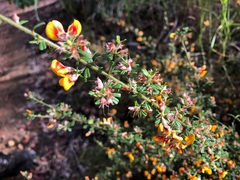 Pultenaea scabra