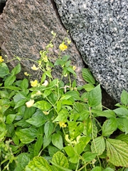 Vigna luteola