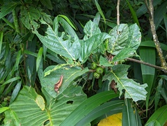 Ficus benguetensis