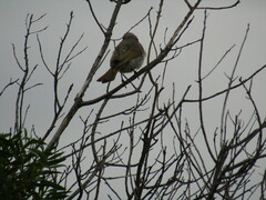 Gavicalis virescens