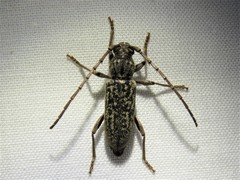 Parelaphidion aspersum