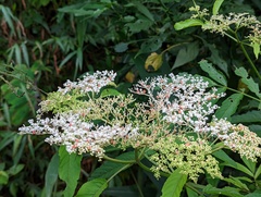 Sambucus javanica