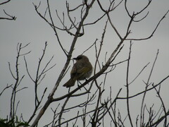 Gavicalis virescens