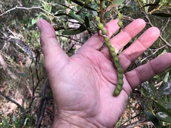Acacia complanata