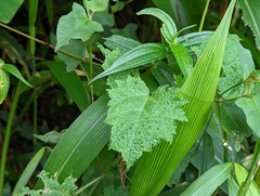 Urtica thunbergiana