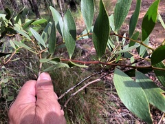 Acacia complanata