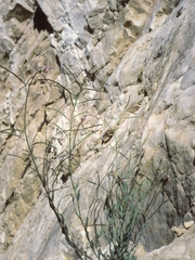 Boechera inyoensis