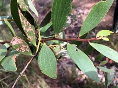 Acacia complanata