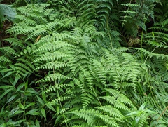 Dennstaedtia scandens