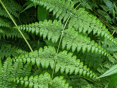 Dennstaedtia scandens