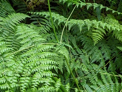 Dennstaedtia scandens