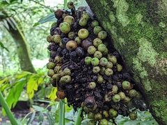 Ficus benguetensis