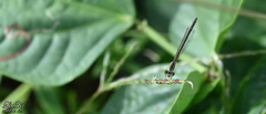Ischnura asiatica