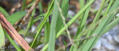 Ischnura asiatica