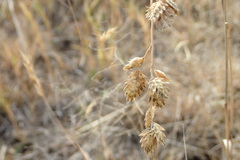 Eragrostis superba