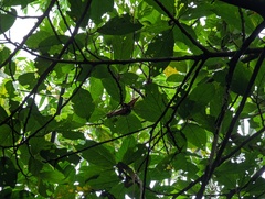Ficus benguetensis