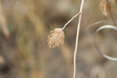 Eragrostis superba