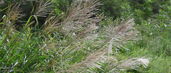 Miscanthus sinensis