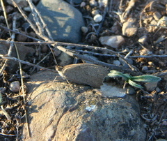 Satyrinae