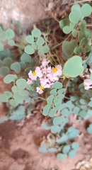 Sarcocapnos enneaphylla