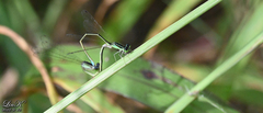 Ischnura asiatica
