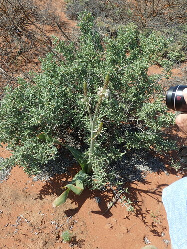 Trachyandra falcata