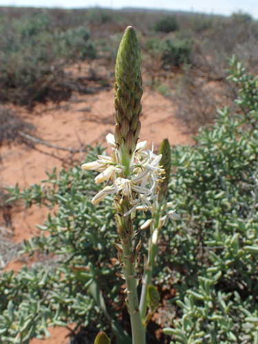 Trachyandra falcata