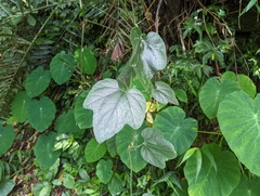 Trichosanthes pilosa