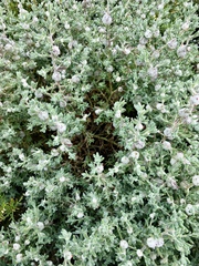 Dissocarpus paradoxus