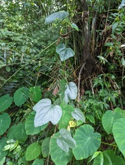 Trichosanthes pilosa