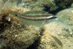 Symphodus tinca