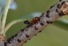 Crematogaster laeviuscula