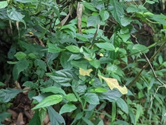Strobilanthes flexicaulis