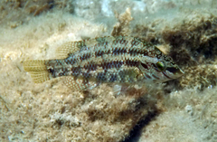 Symphodus roissali