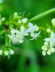 Galium album