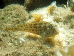 Parablennius sanguinolentus