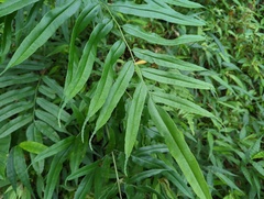 Coniogramme intermedia