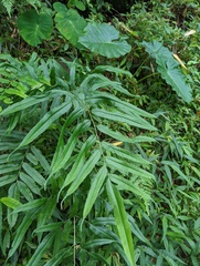 Coniogramme intermedia