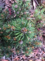 Pultenaea petiolaris