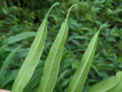 Coniogramme intermedia